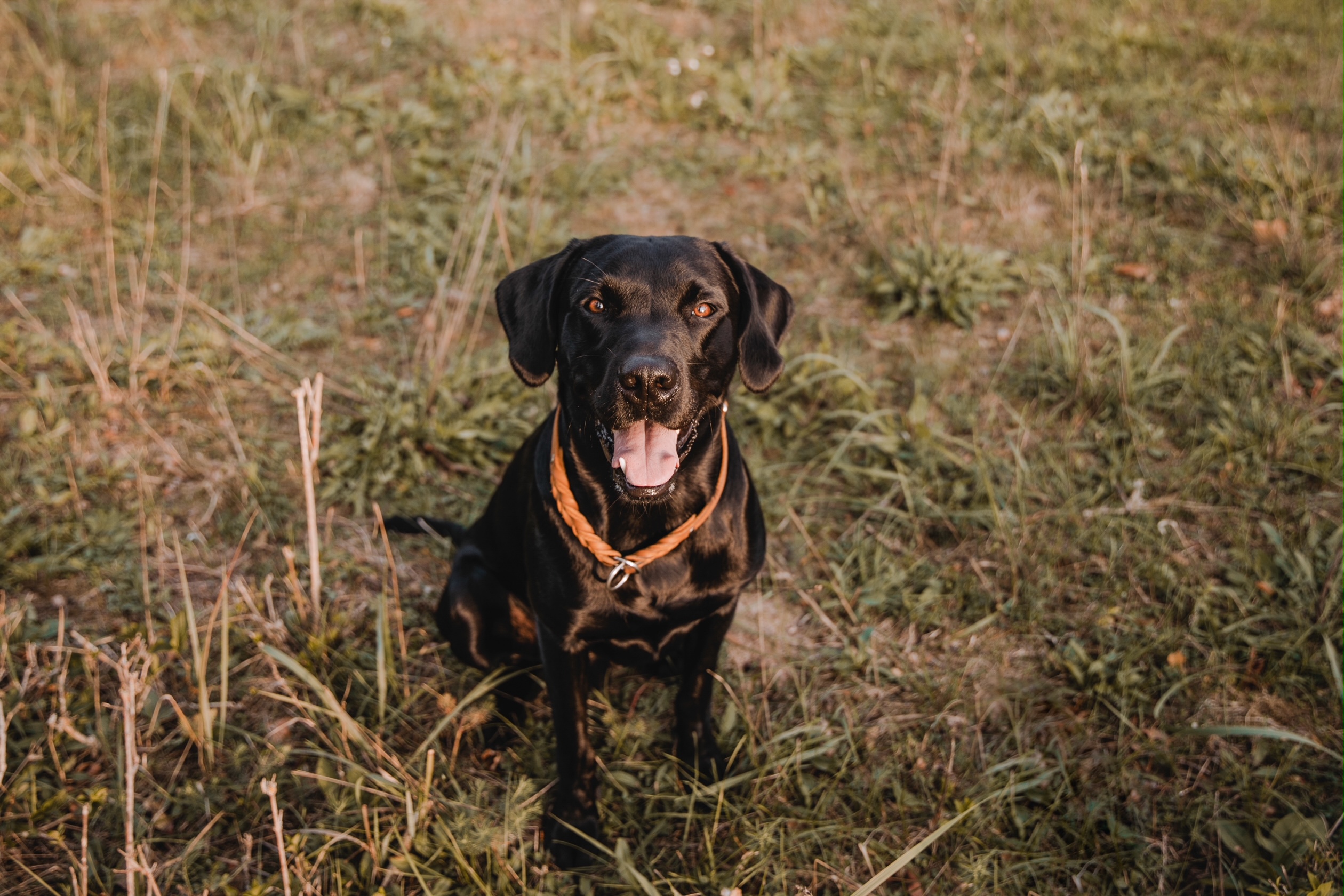 Schwarzer Labrador namens Pepe im Gras sitzend